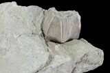 Blastoid (Pentremites) Fossil - Illinois #92221-1